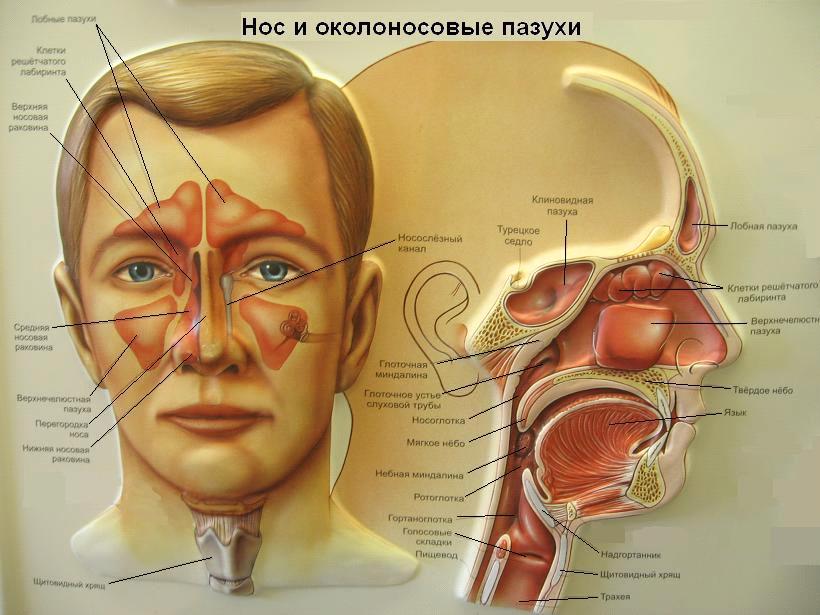 Глазной врач николаев