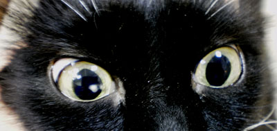 Ветеринарная клиника катаракта у кошек лечение операции