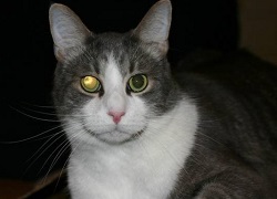 Ветеринарная клиника катаракта у кошек лечение операции